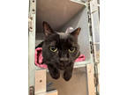 Olivia, Domestic Shorthair For Adoption In Hillsboro, Oregon