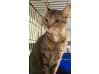 Ivy, Domestic Shorthair For Adoption In Forty Fort, Pennsylvania