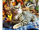 Kitten Arrow, Domestic Mediumhair For Adoption In Franklin, Tennessee