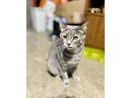 Cookie/mama, American Shorthair For Adoption In Amissville, Virginia