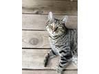 97, Domestic Shorthair For Adoption In Londonderry, Ohio