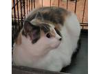 Princess, Domestic Shorthair For Adoption In Forty Fort, Pennsylvania