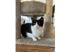 Kara, Domestic Shorthair For Adoption In La Jolla, California