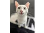 Matilda C2022 Jsa In New England, Domestic Shorthair For Adoption In