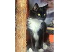 Venom, Domestic Mediumhair For Adoption In Kamloops, British Columbia