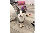 Carl Laguna, Domestic Shorthair For Adoption In Chandler, Arizona