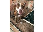 Snoopy, American Pit Bull Terrier For Adoption In Chico, California
