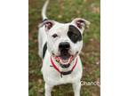 Chance, American Pit Bull Terrier For Adoption In Chico, California