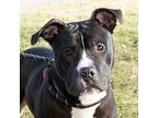 Snoopy, American Pit Bull Terrier For Adoption In Troy, Ohio