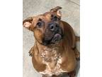 Gordita, American Pit Bull Terrier For Adoption In Pullman, Washington