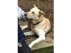 Ace, Labrador Retriever For Adoption In Little River, South Carolina