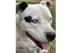 Pax, American Staffordshire Terrier For Adoption In New York, New York