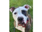 Remmy, American Pit Bull Terrier For Adoption In Chico, California