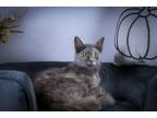 Adopt Stormy a Dilute Tortoiseshell, Domestic Medium Hair