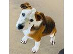 Luke, Jack Russell Terrier For Adoption In San Diego, California