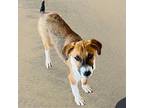Leia, Jack Russell Terrier For Adoption In San Diego, California
