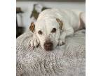 Love, Lakeland Terrier For Adoption In Santa Monica, California