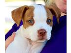 Costello, American Pit Bull Terrier For Adoption In Warr Acres, Oklahoma