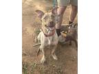 Nala, Bull Terrier For Adoption In Warr Acres, Oklahoma