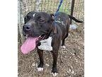 Valencia, American Staffordshire Terrier For Adoption In New York, New York