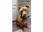 Boomer, American Pit Bull Terrier For Adoption In Chico, California