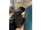 Nico, Labrador Retriever For Adoption In Sagaponack, New York