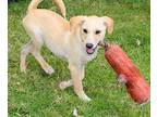 Malia !, Labrador Retriever For Adoption In New York, New York