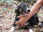 Biscotti, Labrador Retriever For Adoption In Pleasant Valley, New York