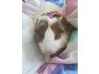 Daisy, Guinea Pig For Adoption In Fort Collins, Colorado
