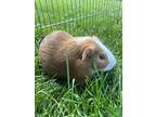 Prince, Guinea Pig For Adoption In Fort Collins, Colorado