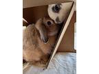 Raquel Welch, Lop-eared For Adoption In San Clemente, California