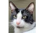 Neville, Domestic Shorthair For Adoption In Fort Worth, Texas