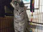 Tina, Domestic Shorthair For Adoption In Chesapeake Beach, Maryland