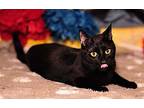 Rio, Domestic Shorthair For Adoption In Fort Worth, Texas