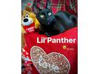 Lil' Panther, Domestic Shorthair For Adoption In Fort Worth, Texas
