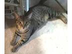 Jinxy, Domestic Shorthair For Adoption In Fort Worth, Texas