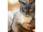 Grayson, Siamese For Adoption In Lansdowne, Pennsylvania