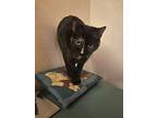 Lucy, Domestic Shorthair For Adoption In Fort Worth, Texas