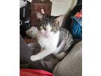 Asher And Blaze, Domestic Shorthair For Adoption In Chesapeake Beach, Maryland