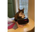 Ember, Domestic Shorthair For Adoption In Bluefield, West Virginia