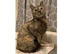 Tully Friend To All, Domestic Shorthair For Adoption In Chesapeake Beach