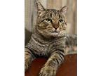 Joey Clovermeadow, Domestic Shorthair For Adoption In Fort Worth, Texas