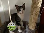 Dexter, Domestic Shorthair For Adoption In Bluefield, West Virginia
