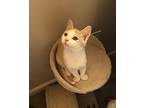 Jaques And Babbette, Turkish Van For Adoption In Spring Branch, Texas