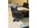 Blue Bell, Domestic Shorthair For Adoption In Chesapeake Beach, Maryland