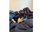 Gomez, Domestic Shorthair For Adoption In Arden, North Carolina