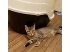Jacque, Domestic Shorthair For Adoption In Fort Worth, Texas