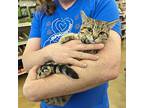 Mabel, Domestic Shorthair For Adoption In Grayslake, Illinois