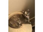 Babette And Jaques, Domestic Shorthair For Adoption In Spring Branch, Texas