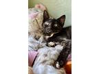 Abbey Linkitten, Domestic Shorthair For Adoption In Fort Worth, Texas